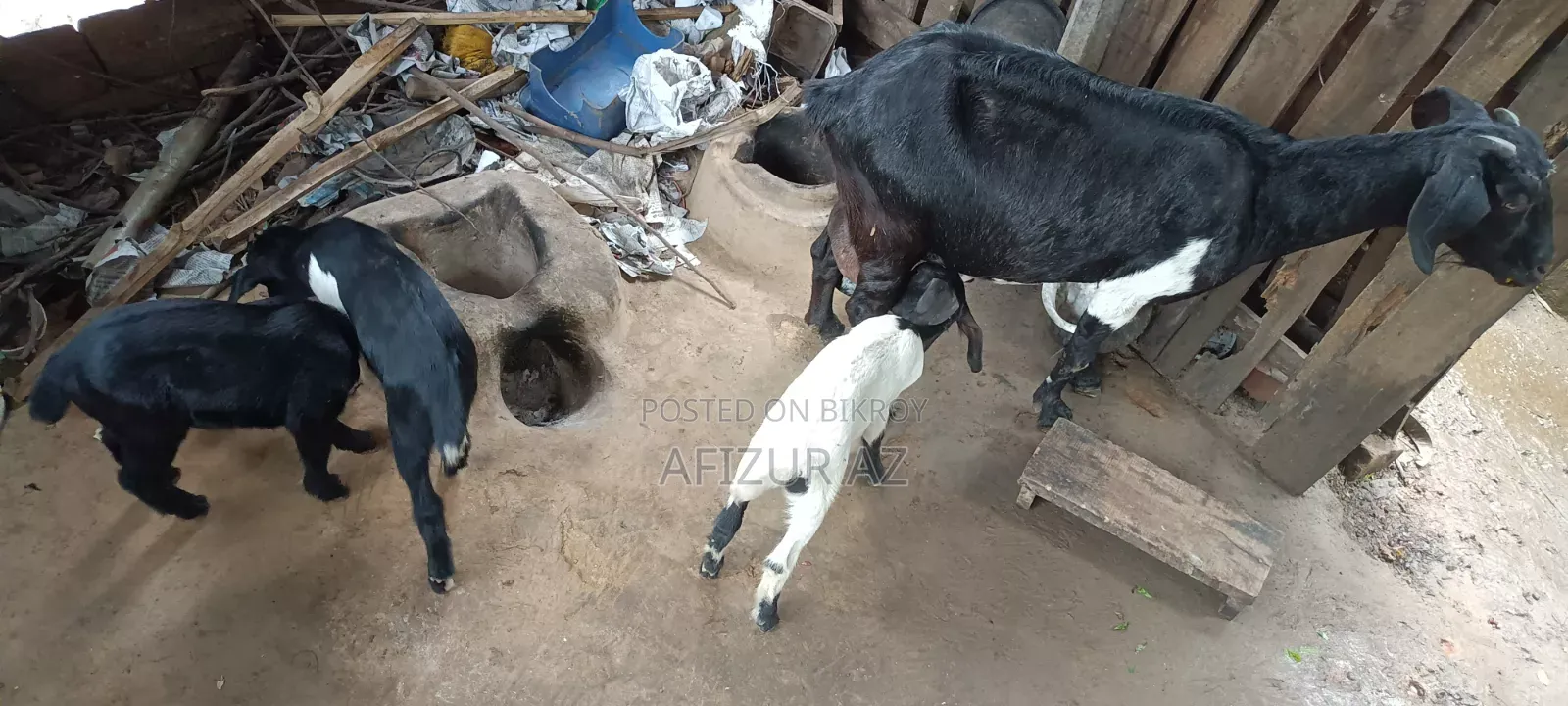 দেশি ছাগল বাচ্চা সহ বিক্রি হবে