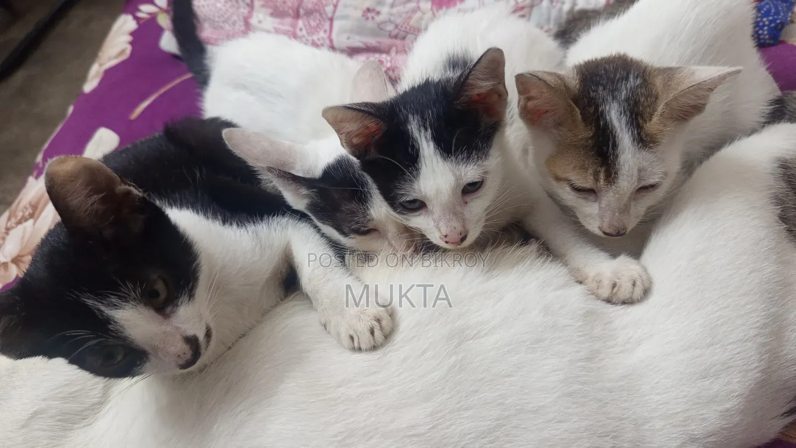 1-3 Months Male Purebred Bengal