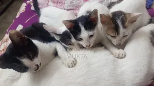 1-3 Months Male Purebred Bengal