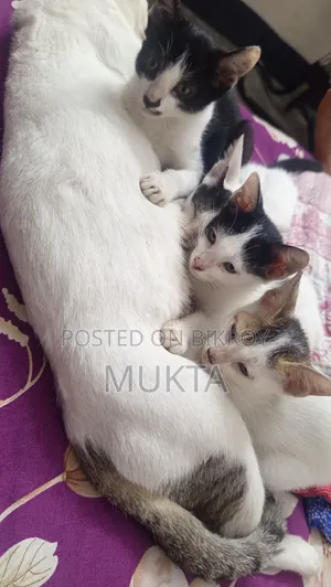 1-3 Months Male Purebred Bengal