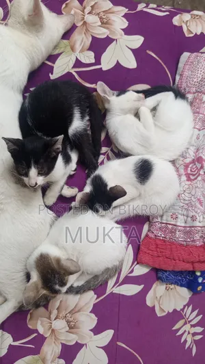 1-3 Months Male Purebred Bengal