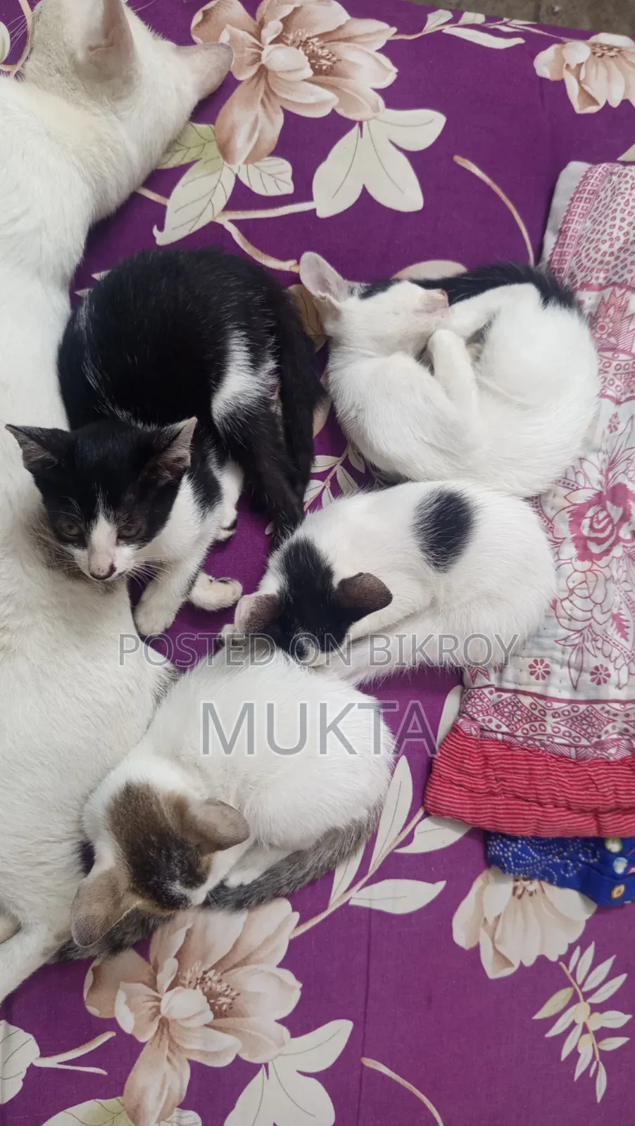1-3 Months Male Purebred Bengal