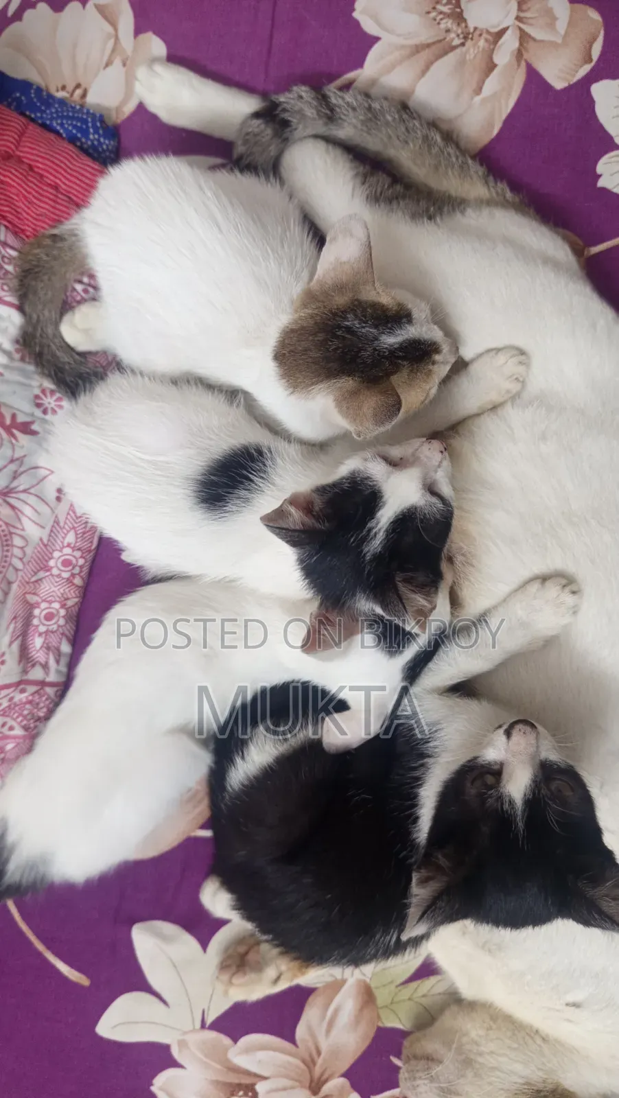 1-3 Months Male Purebred Bengal