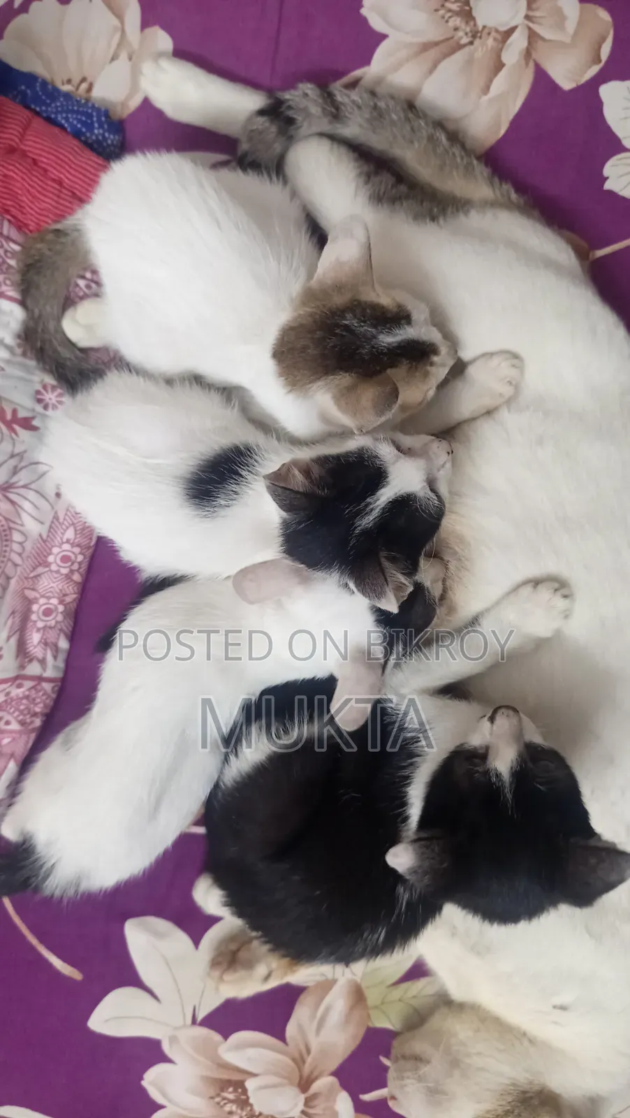 1-3 Months Male Purebred Bengal