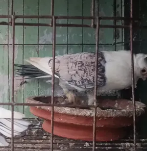 ঝরনা সার্টিন