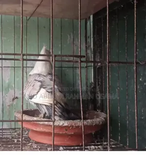ঝরনা সার্টিন