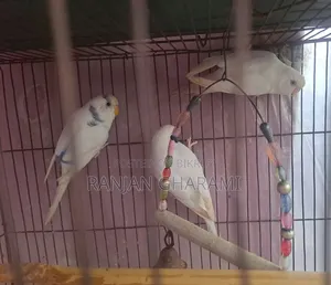 বাজরিগার পাখি