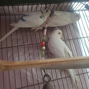 বাজরিগার পাখি
