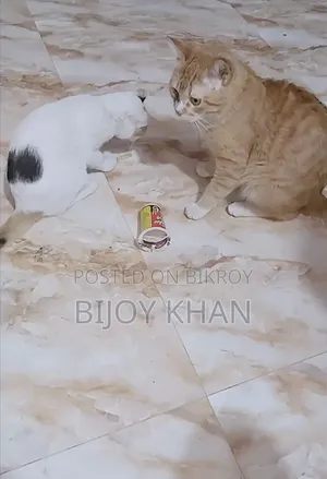 1+ Year Male Mixed Breed Persian