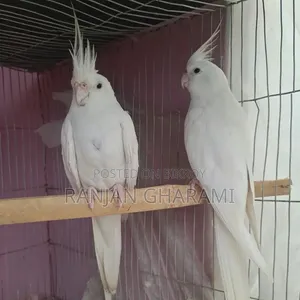 ককটেল রানিং জোড়া