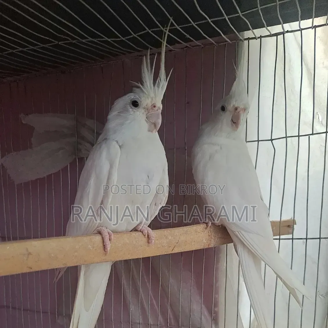 ককটেল রানিং জোড়া