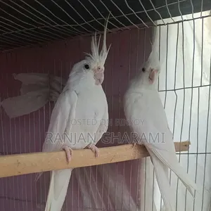 ককটেল রানিং জোড়া