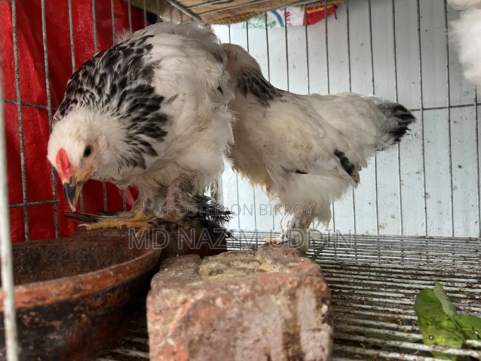 Brahma Chicken