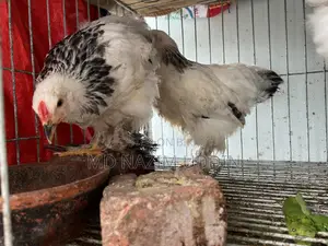 Brahma Chicken