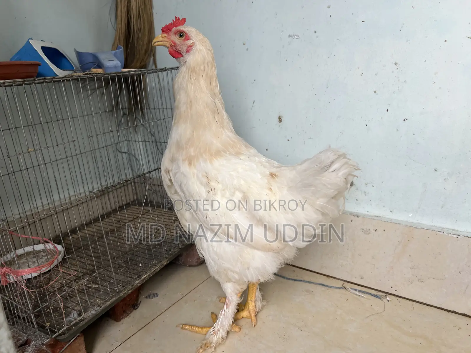 Brahma Chicken