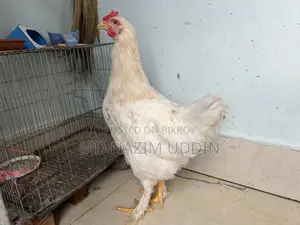 Brahma Chicken
