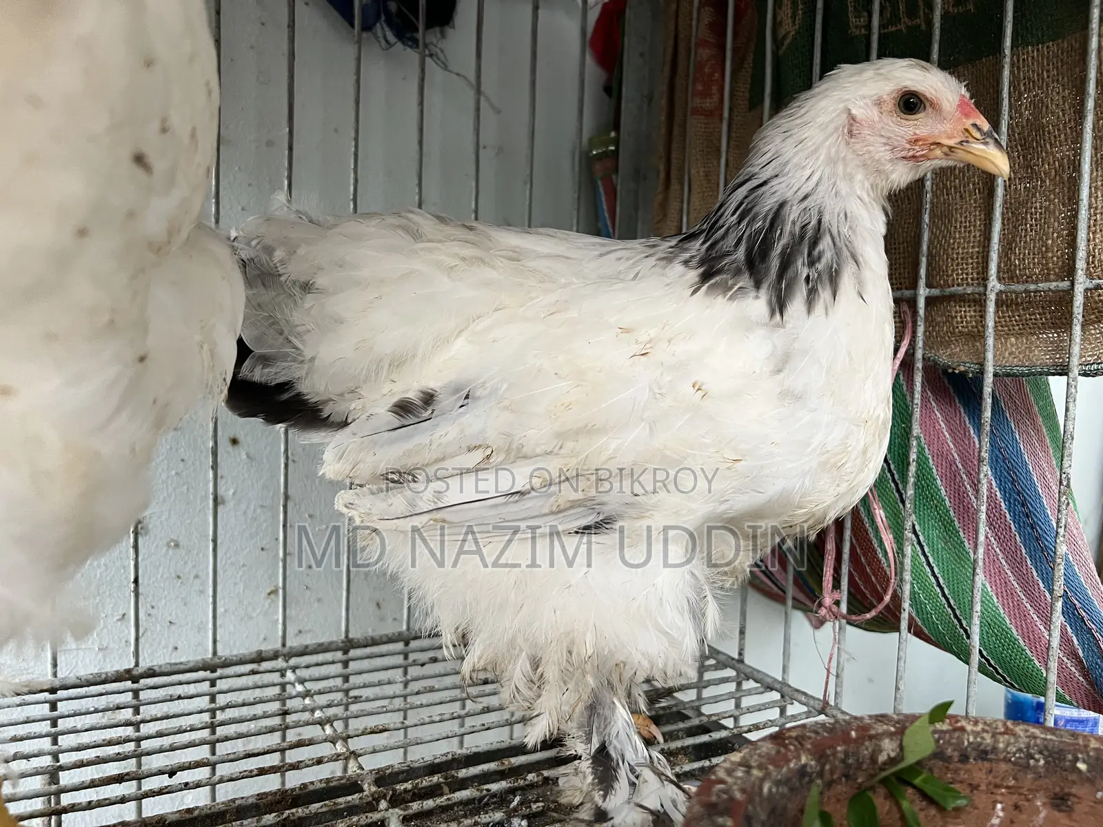 Brahma Chicken