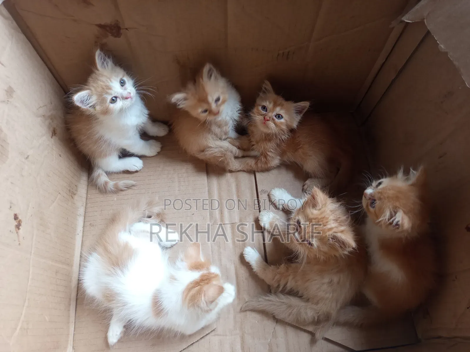 1-3 Months Female Purebred Persian