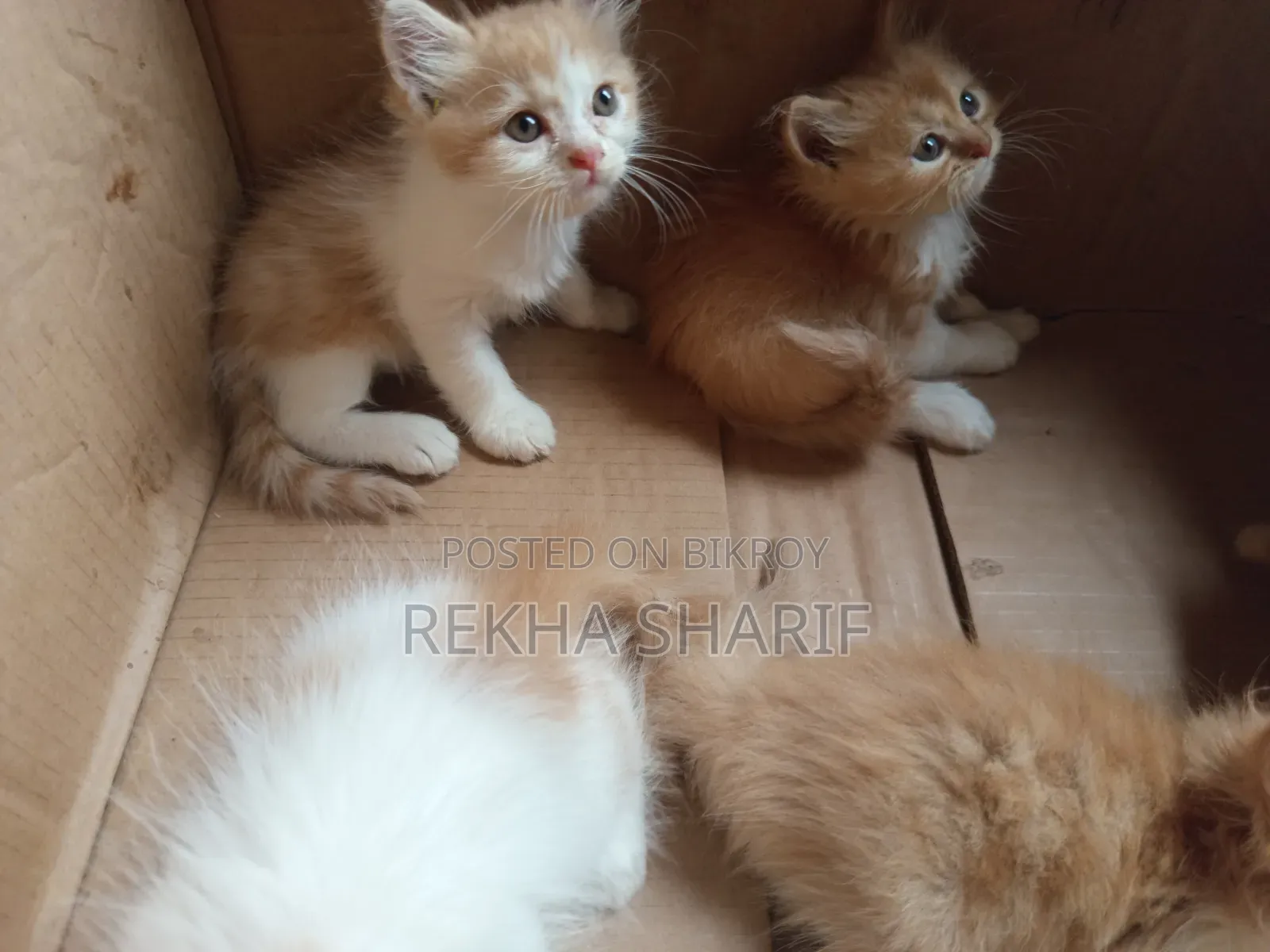1-3 Months Female Purebred Persian