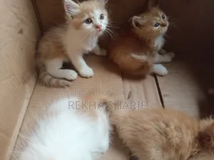 1-3 Months Female Purebred Persian