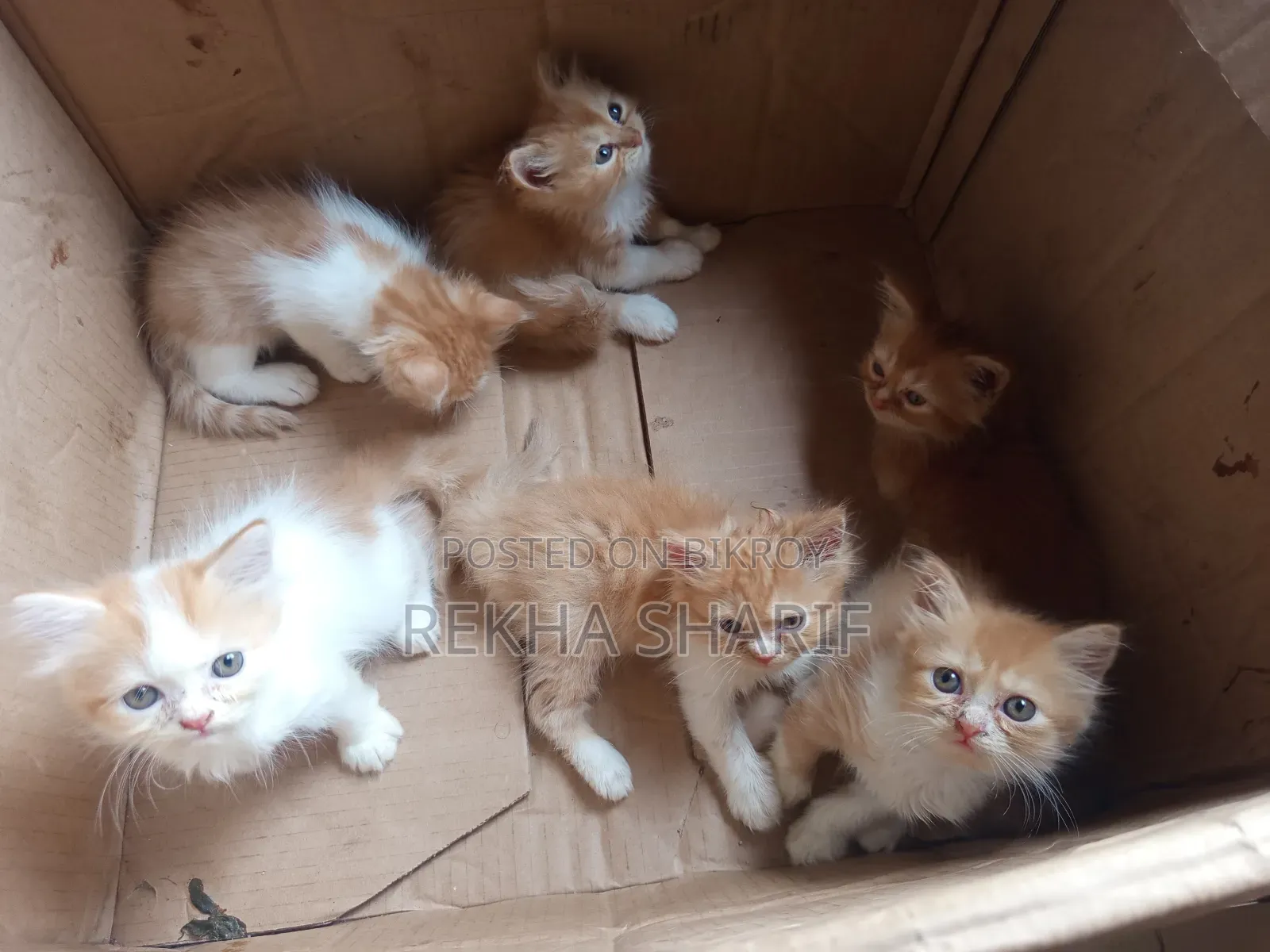 1-3 Months Female Purebred Persian