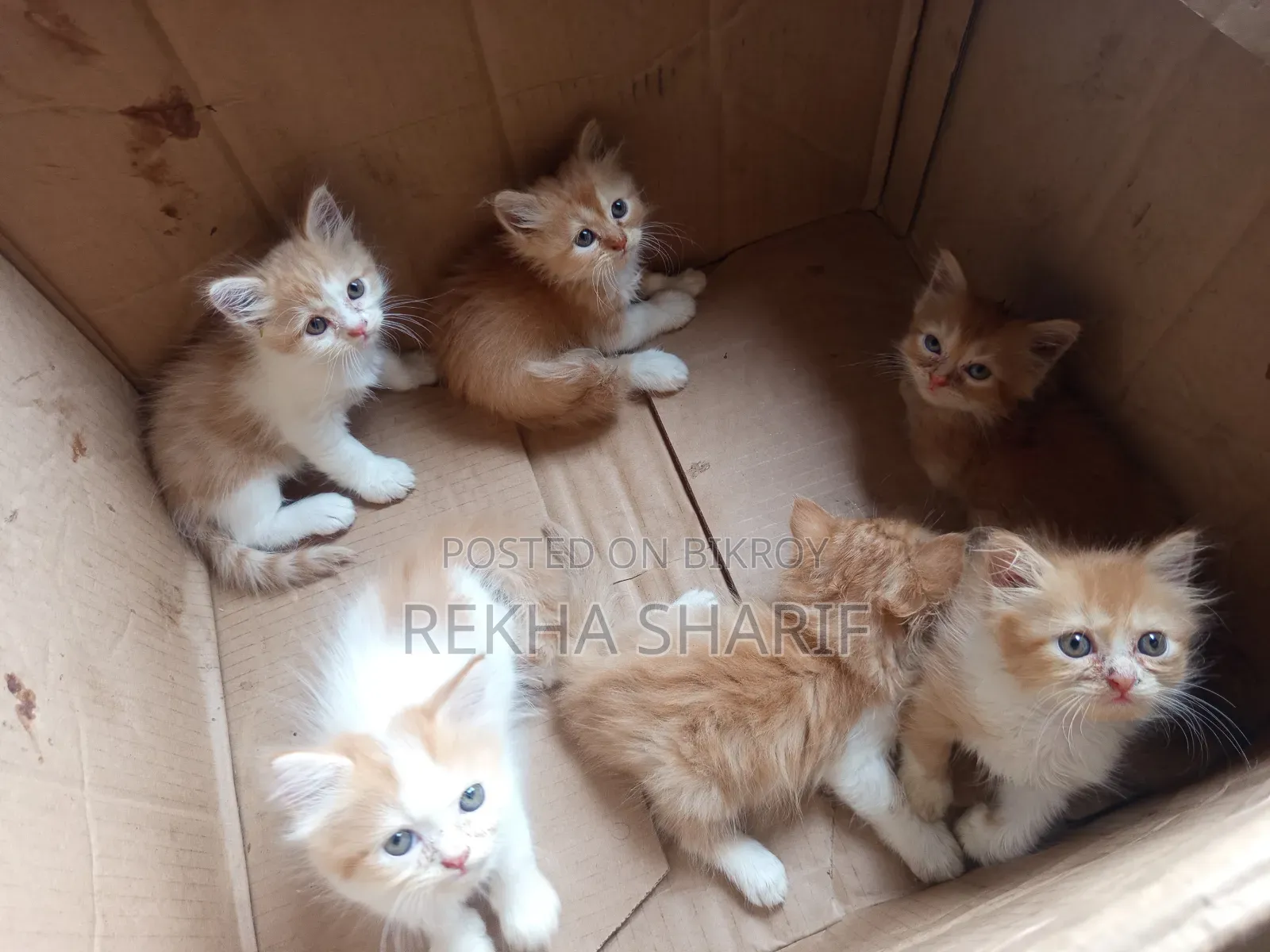 1-3 Months Female Purebred Persian