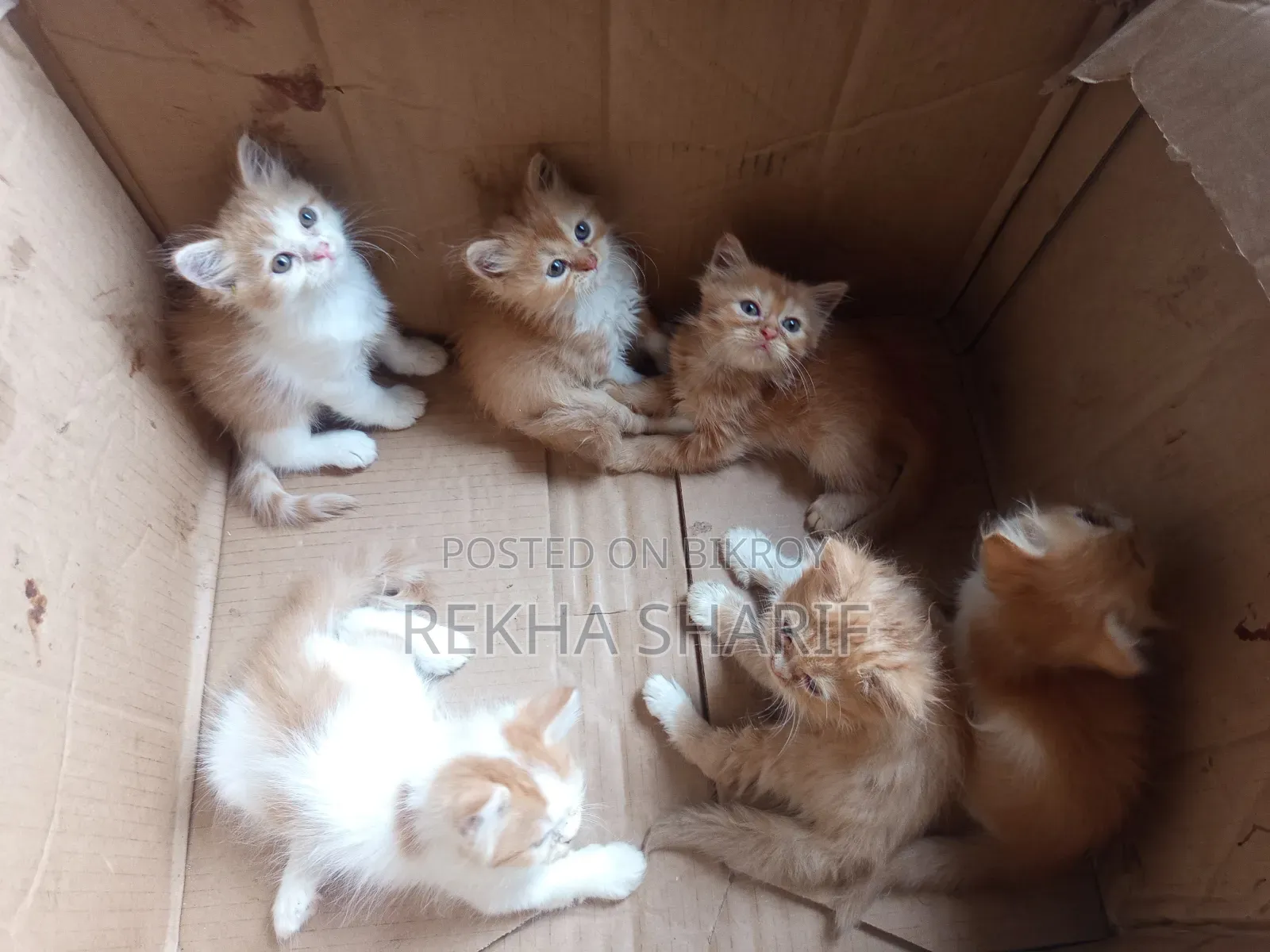 1-3 Months Female Purebred Persian