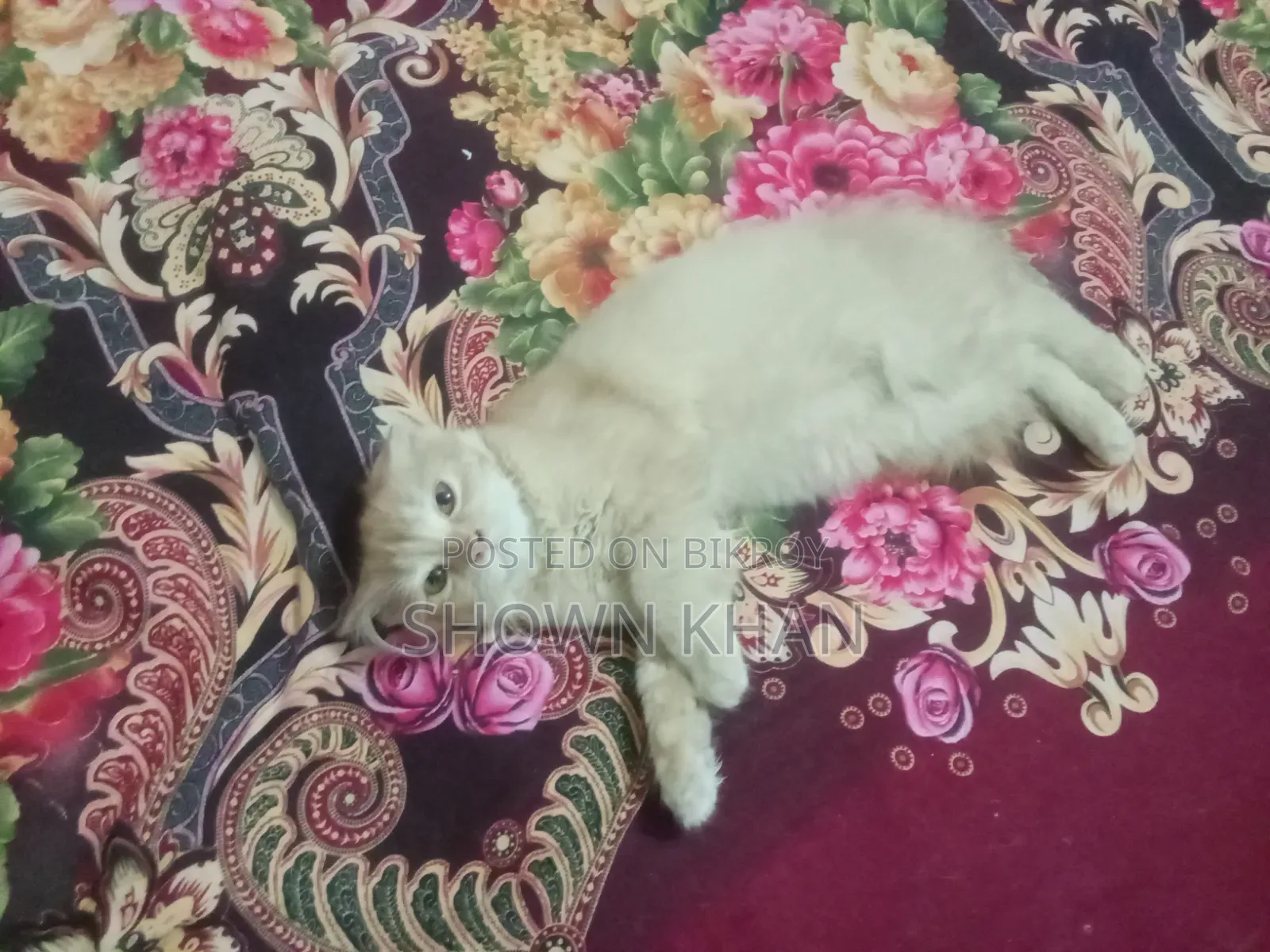 3-6 Months Female Purebred Persian