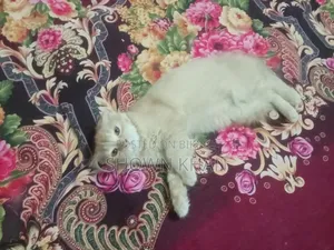 3-6 Months Female Purebred Persian