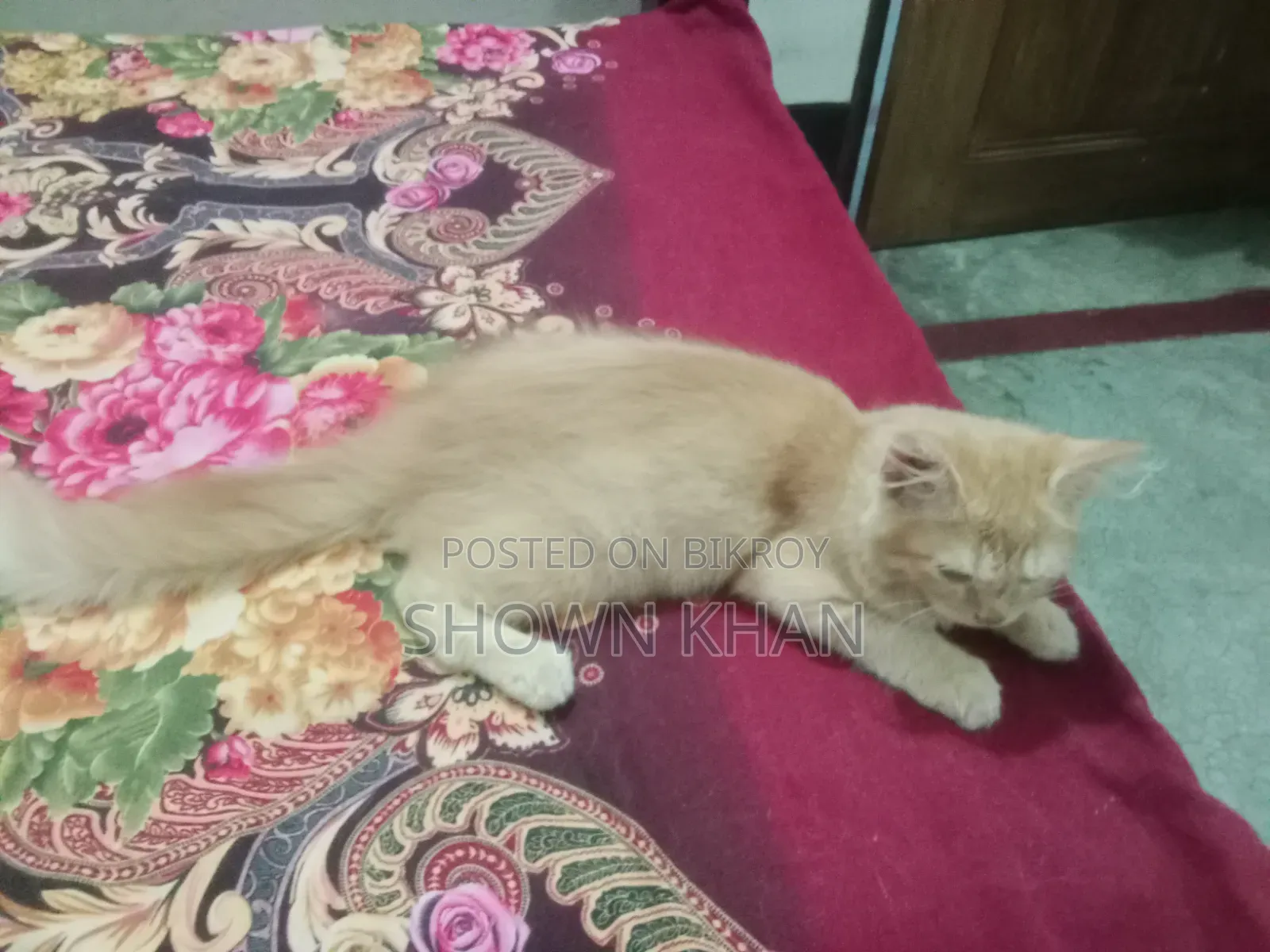 3-6 Months Female Purebred Persian