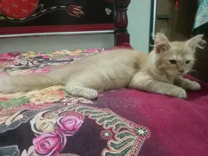 3-6 Months Female Purebred Persian