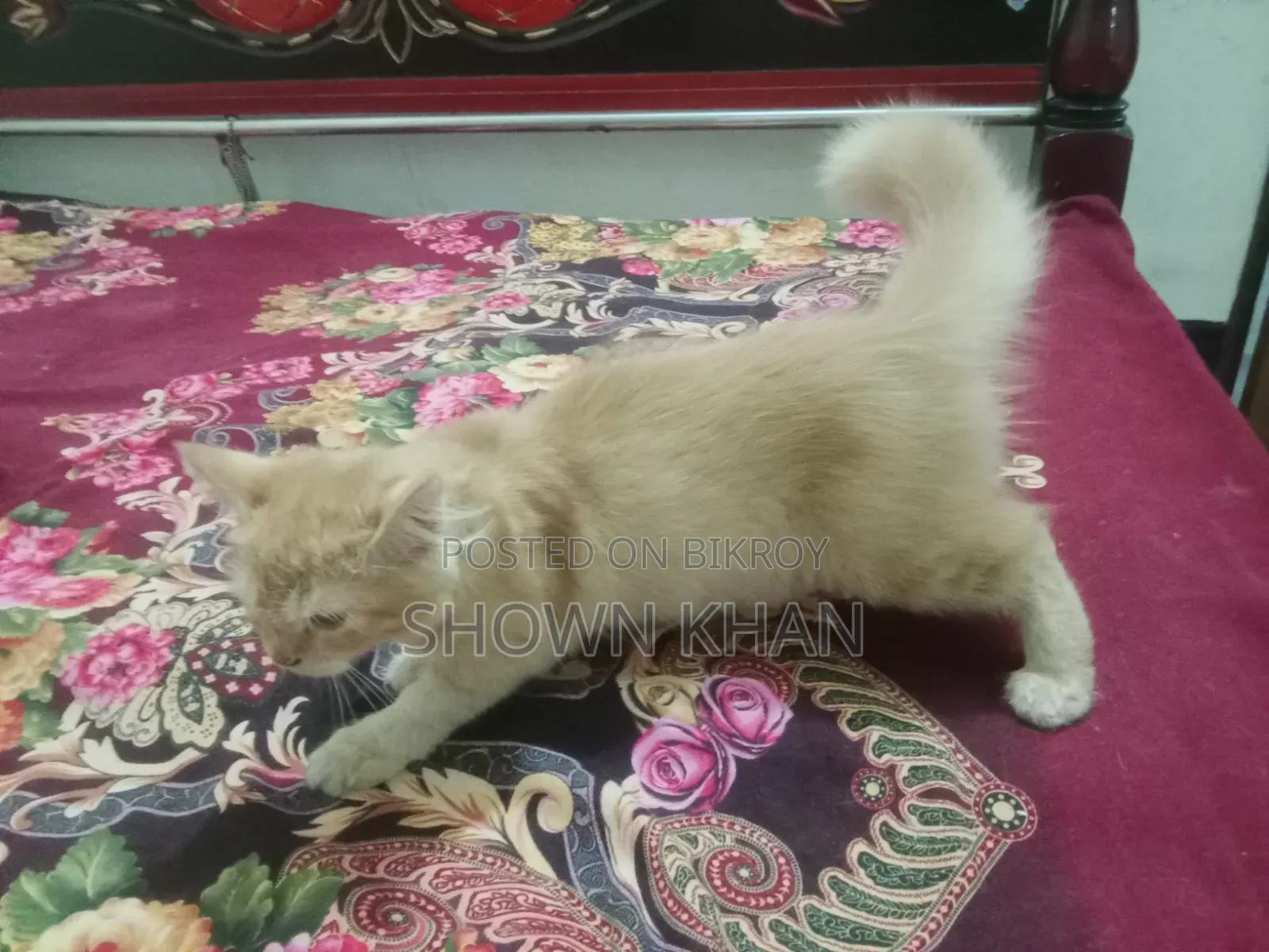 3-6 Months Female Purebred Persian