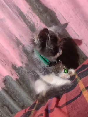 ০-১ মাস বয়সী মেয়ে পিওর ব্রেড পার্সিয়ান
