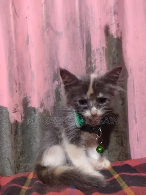 ০-১ মাস বয়সী মেয়ে পিওর ব্রেড পার্সিয়ান