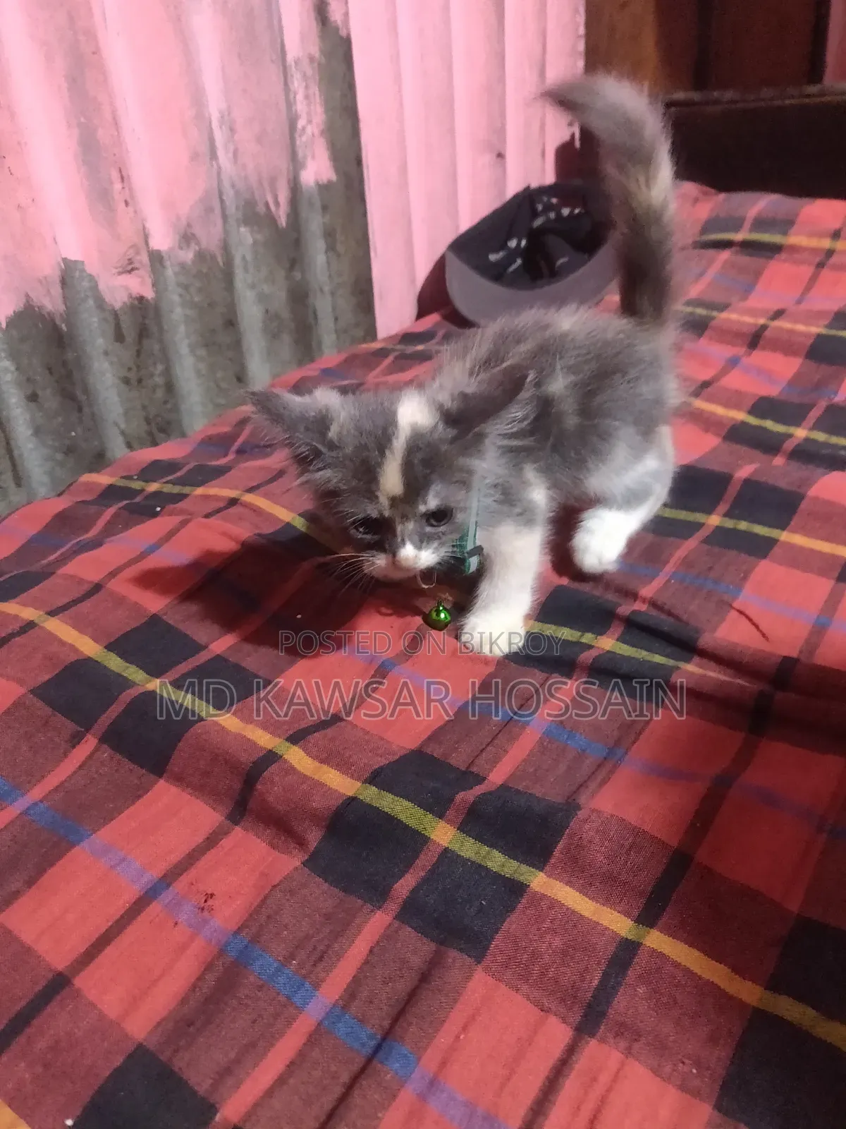 ০-১ মাস বয়সী মেয়ে পিওর ব্রেড পার্সিয়ান