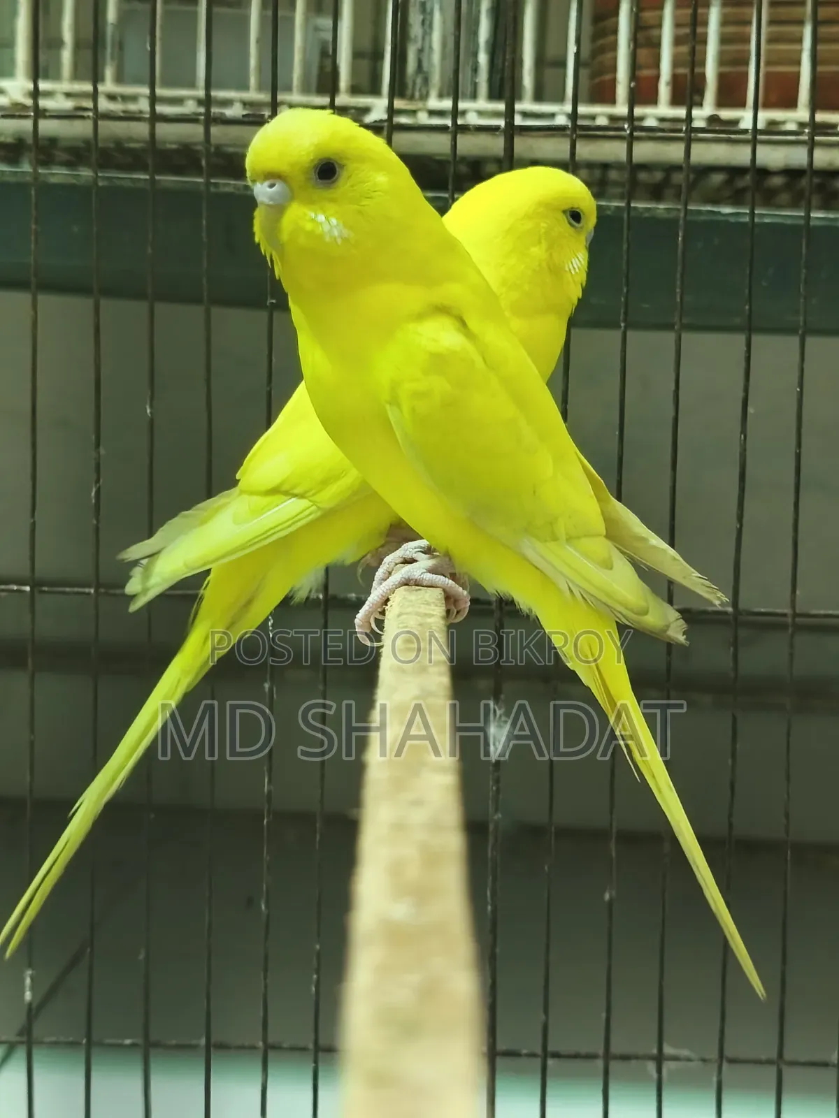 এক জোড়া লোটিনা বাজিগার বিক্রি হবে একদাম ১ হাজার টাকা