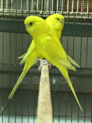 এক জোড়া লোটিনা বাজিগার বিক্রি হবে একদাম ১ হাজার টাকা