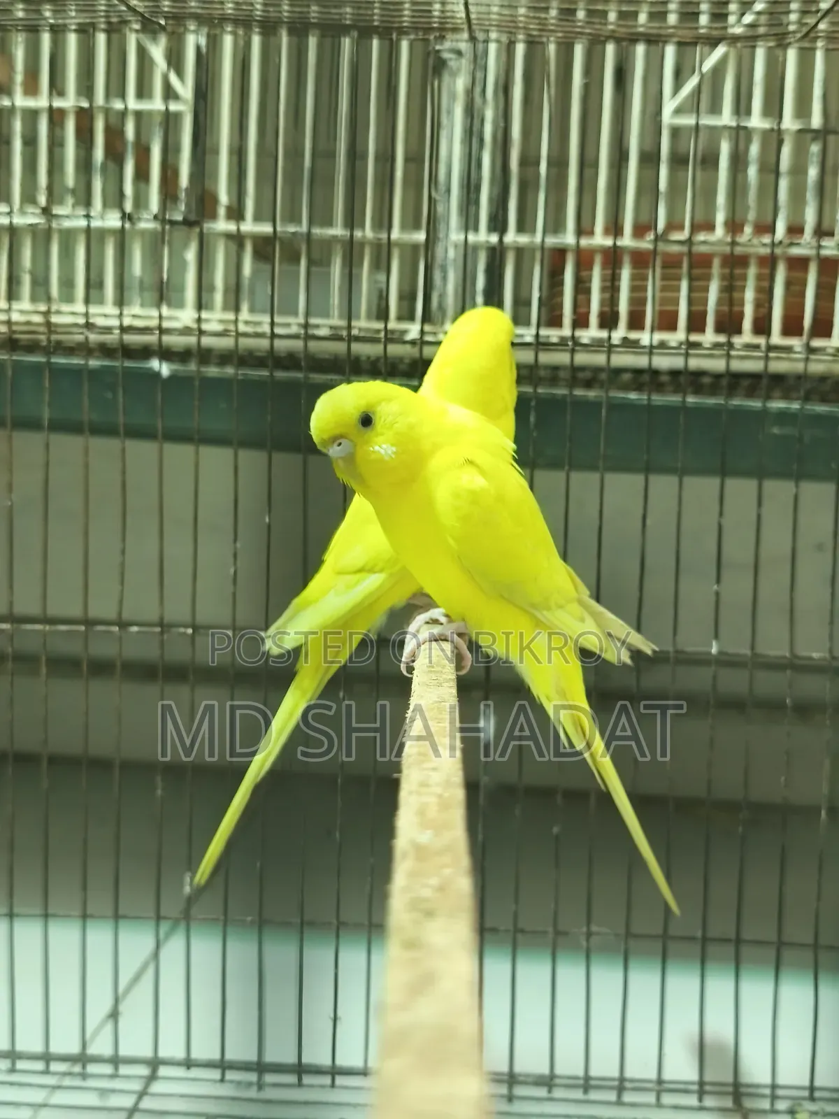 এক জোড়া লোটিনা বাজিগার বিক্রি হবে একদাম ১ হাজার টাকা
