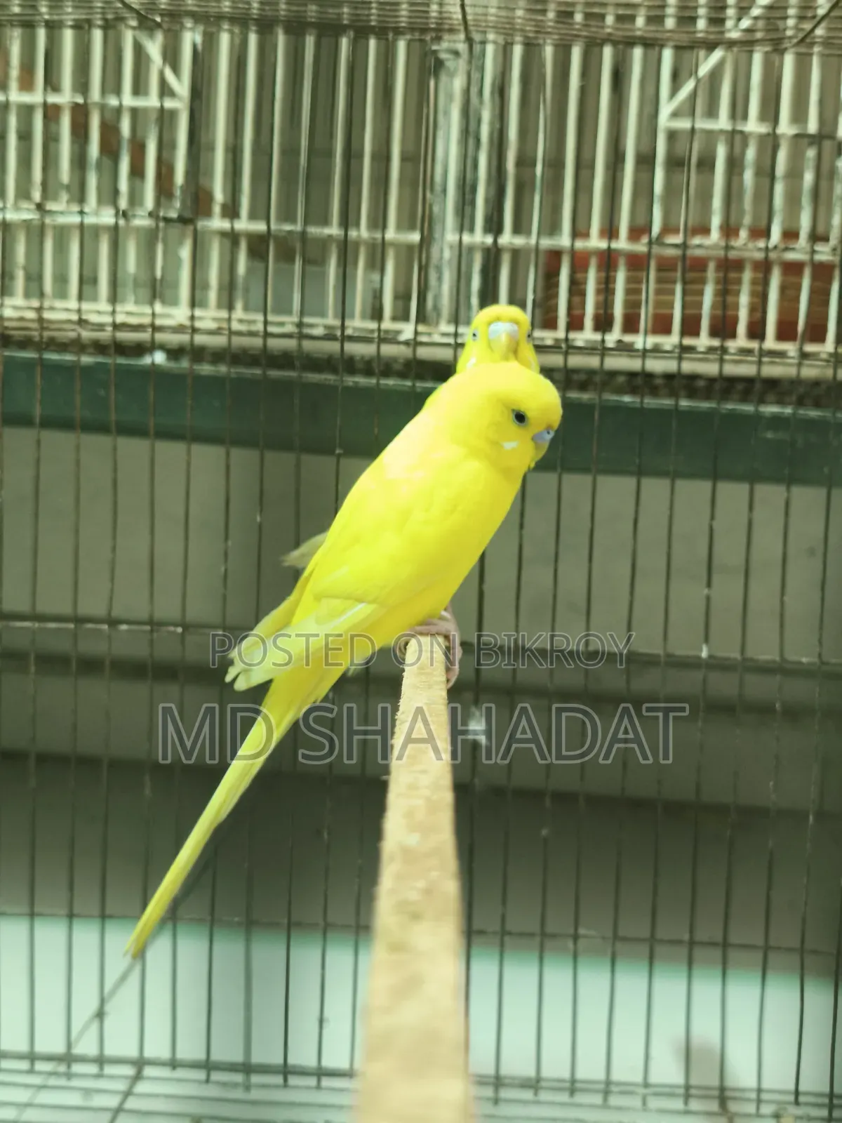এক জোড়া লোটিনা বাজিগার বিক্রি হবে একদাম ১ হাজার টাকা