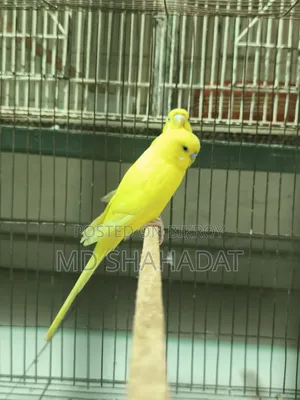 এক জোড়া লোটিনা বাজিগার বিক্রি হবে একদাম ১ হাজার টাকা