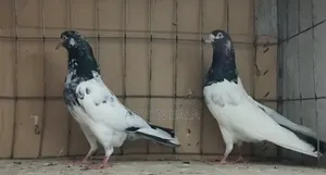 Oman Teddy Running Pair