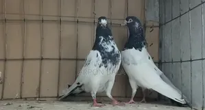 Oman Teddy Running Pair