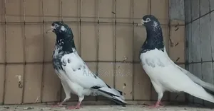 Oman Teddy Running Pair