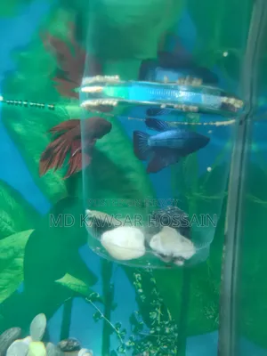 আকর্ষণীয় লাল রঙের ফাইটার/বেটা মাছ বিক্রি হবে
