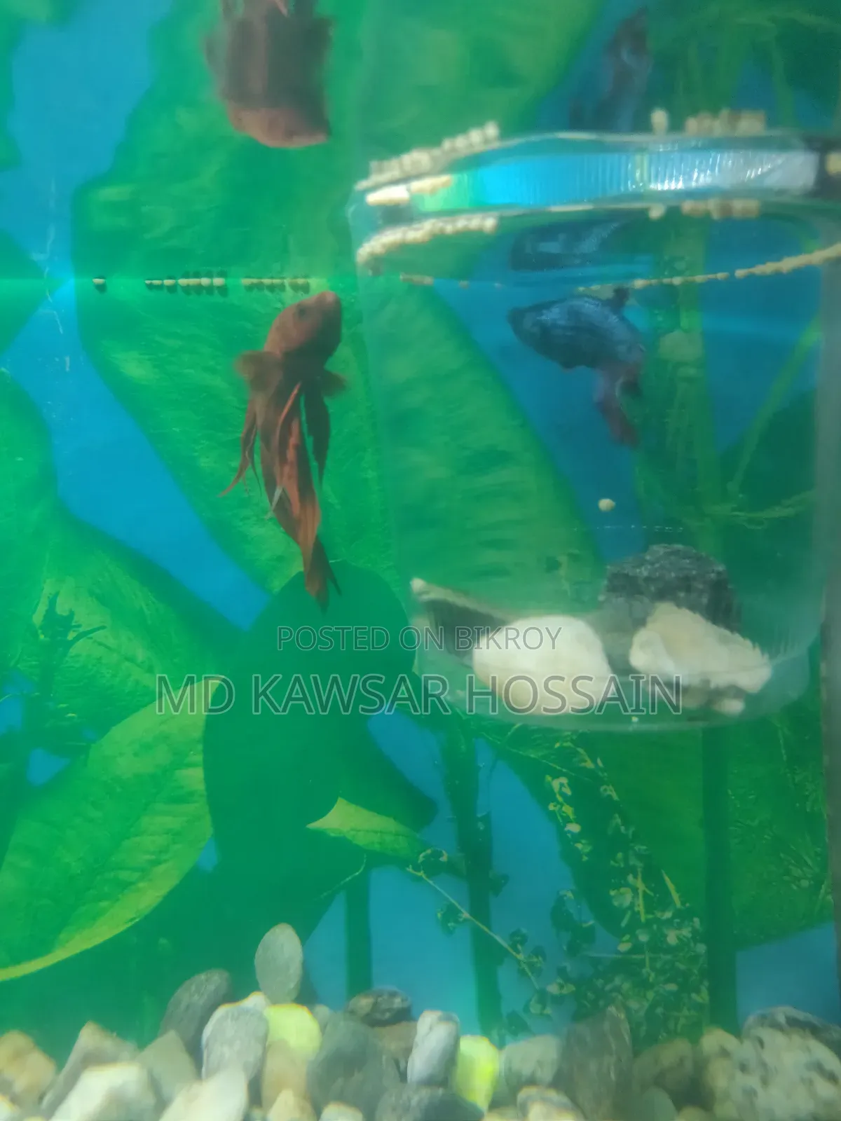আকর্ষণীয় লাল রঙের ফাইটার/বেটা মাছ বিক্রি হবে