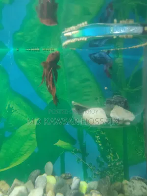 আকর্ষণীয় লাল রঙের ফাইটার/বেটা মাছ বিক্রি হবে