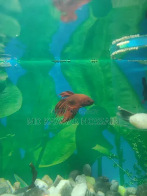 আকর্ষণীয় লাল রঙের ফাইটার/বেটা মাছ বিক্রি হবে