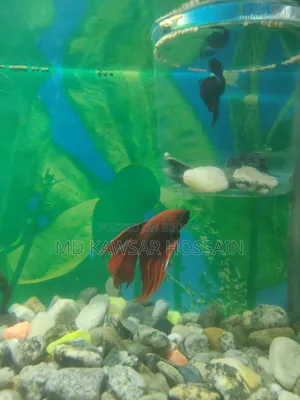 আকর্ষণীয় লাল রঙের ফাইটার/বেটা মাছ বিক্রি হবে