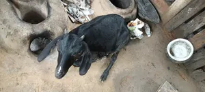 দুইটি ছাগল বিক্রি হবে