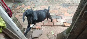 দুইটি ছাগল বিক্রি হবে
